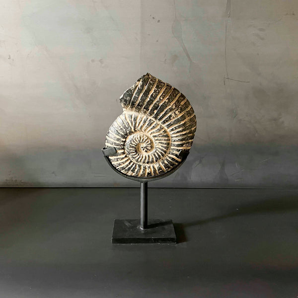 PIEDRA NAUTILUS. INKUN011