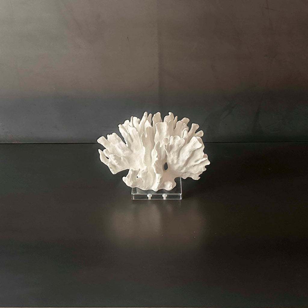 CORAL BLANCO. MECOR001