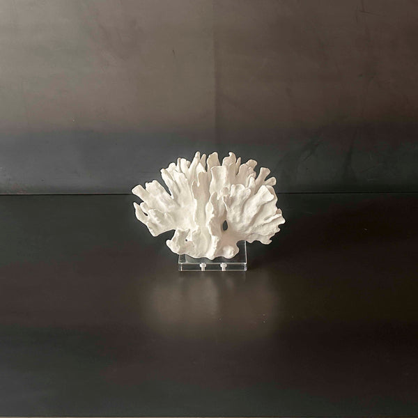 CORAL BLANCO. MECOR001A